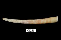 藏品(圓象牙貝)的圖片